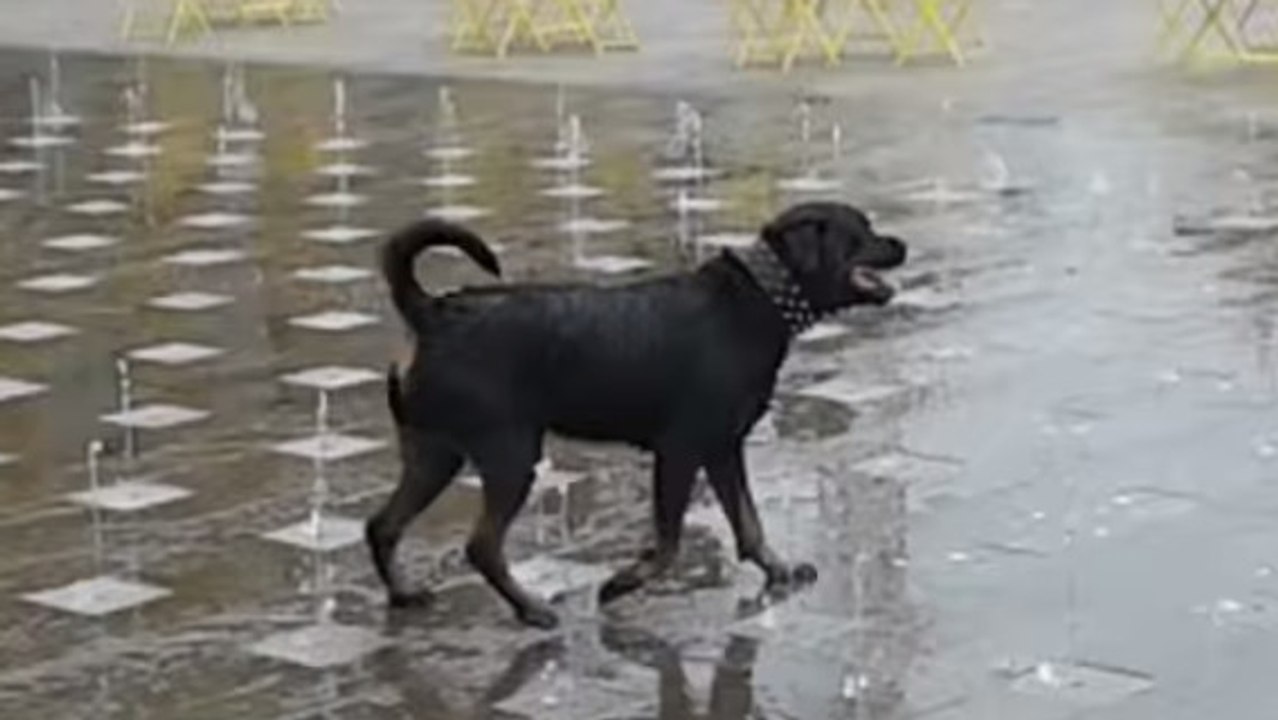 Ce chien s'amuse comme un petit fou dans une fo...