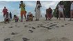 Ces bébés tortues rejoignent la mer. Une aventure pleine d'émotions !