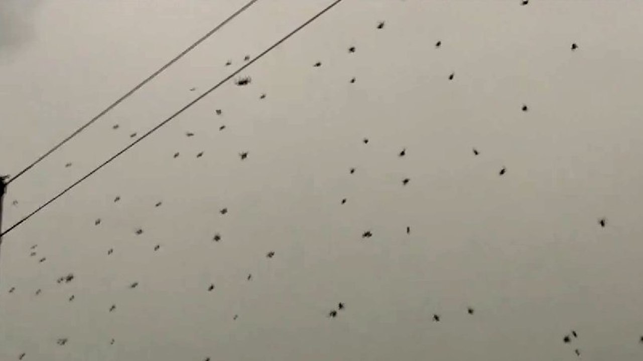 Que sont ces points noirs dans le ciel ? Vous ne le devinerez jamais !