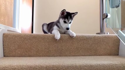 Ce chiot Husky a peur de descendre les marches d'un escalier. Il va vous faire craquer