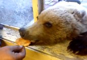 Cet ours est du genre gourmand... Et il ne laisse pas une miette de son repas !