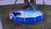 Ce petit ours est venu piquer une tête dans la piscine de cette famille. Ils n'en ont pas cru leurs yeux !