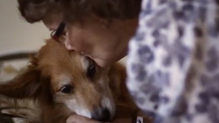 Ce chien a sauvé la vie de sa maîtresse. Il a détecté son cancer du sein avant les médecins