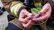 Ces pompiers ont tenté de sauver une famille hamster d'un incendie. Un sauvetage émouvant