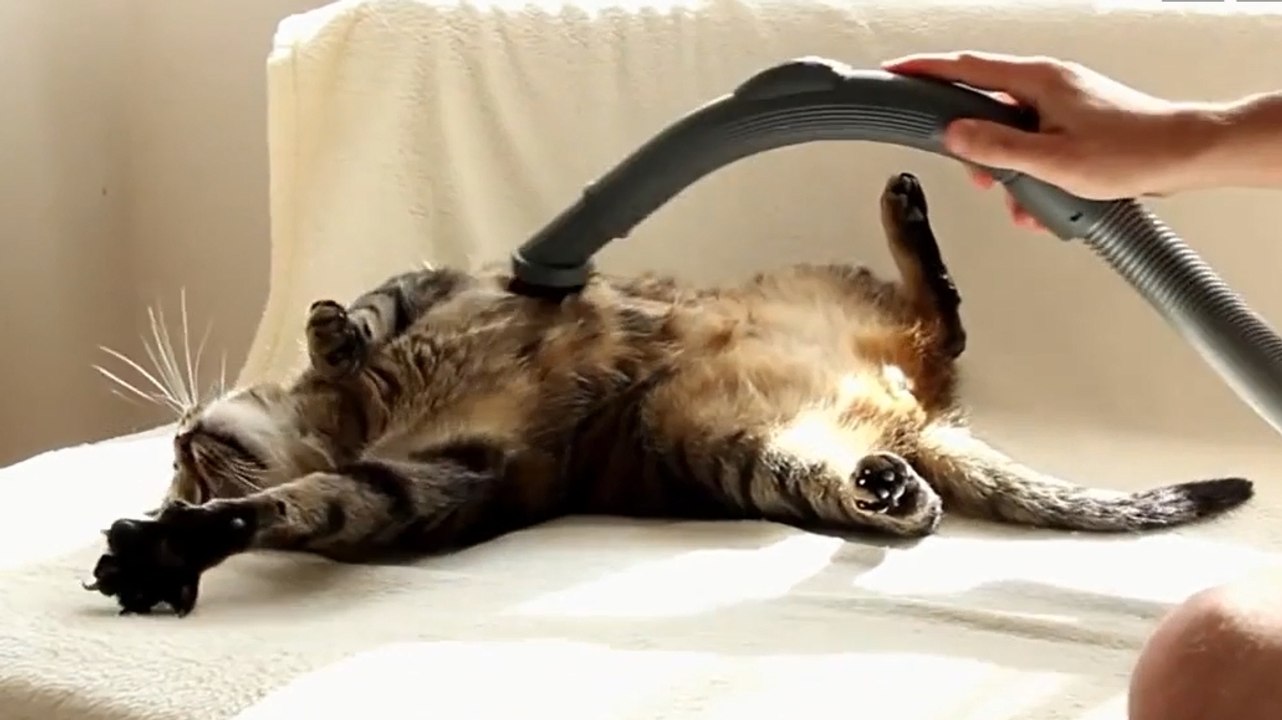 Ce chat adore l'effet de l'aspirateur. Sa réaction va vous faire craquer !
