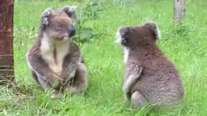 Ces deux koalas ont beaucoup de choses à se dire. Ils vont vous faire craquer