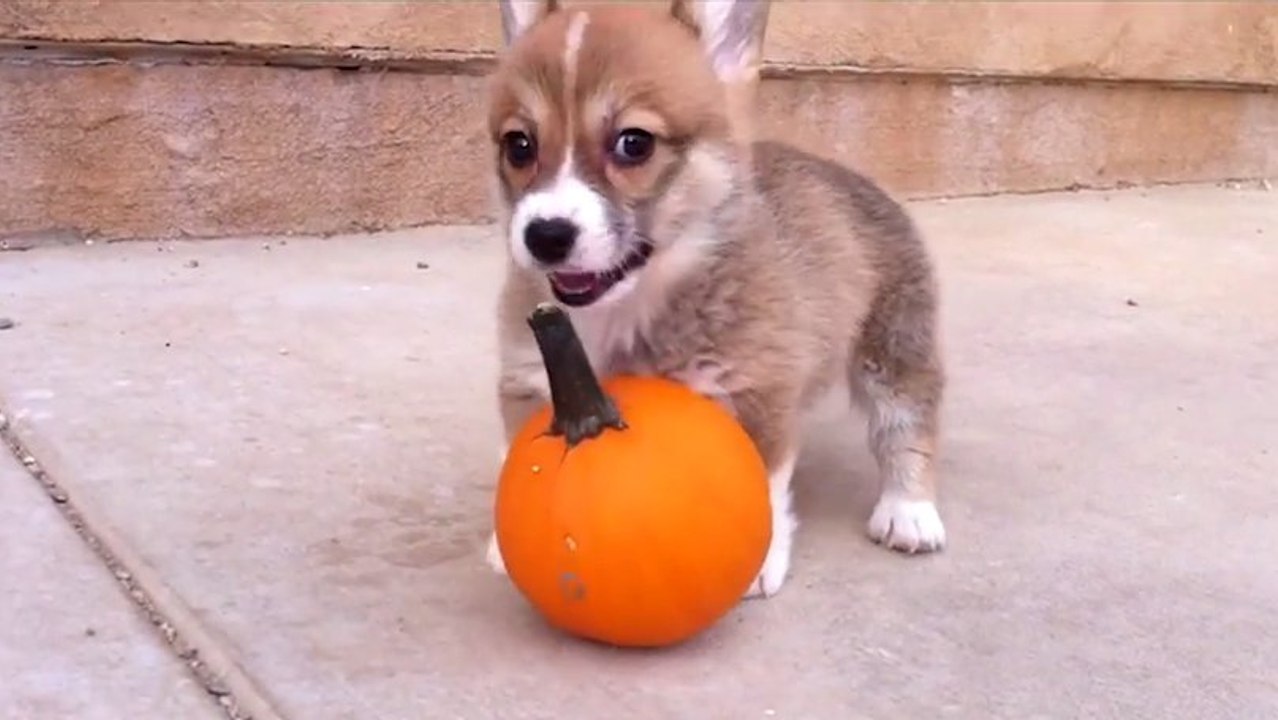 Ce chiot s'amuse comme un petit fou avec une citrouille. Il va vous faire craquer