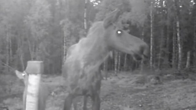 Cette maman Élan se fait attaquer par deux loups. Vous ne devinerez jamais ce qu'il va alors se passer