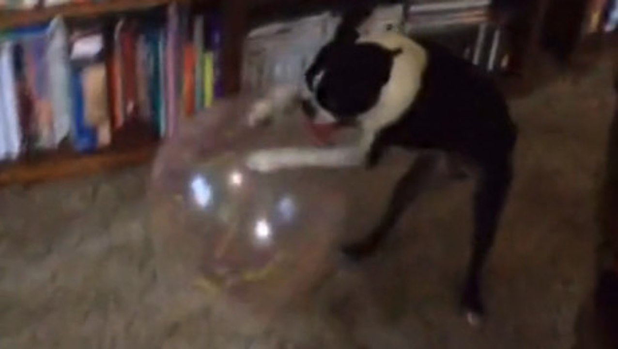 Ce Boston Terrier essaye de jouer avec sa balle fétiche. Il va vous faire mourir de rire
