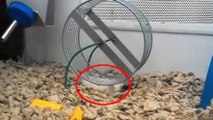 Ce hamster a une façon bien à lui de faire de la roue. Sa méthode va vous laisser perplexe