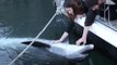 Au port de Brest, ce dauphin est venu réclamer des caresses aux passants. Une scène hallucinante !