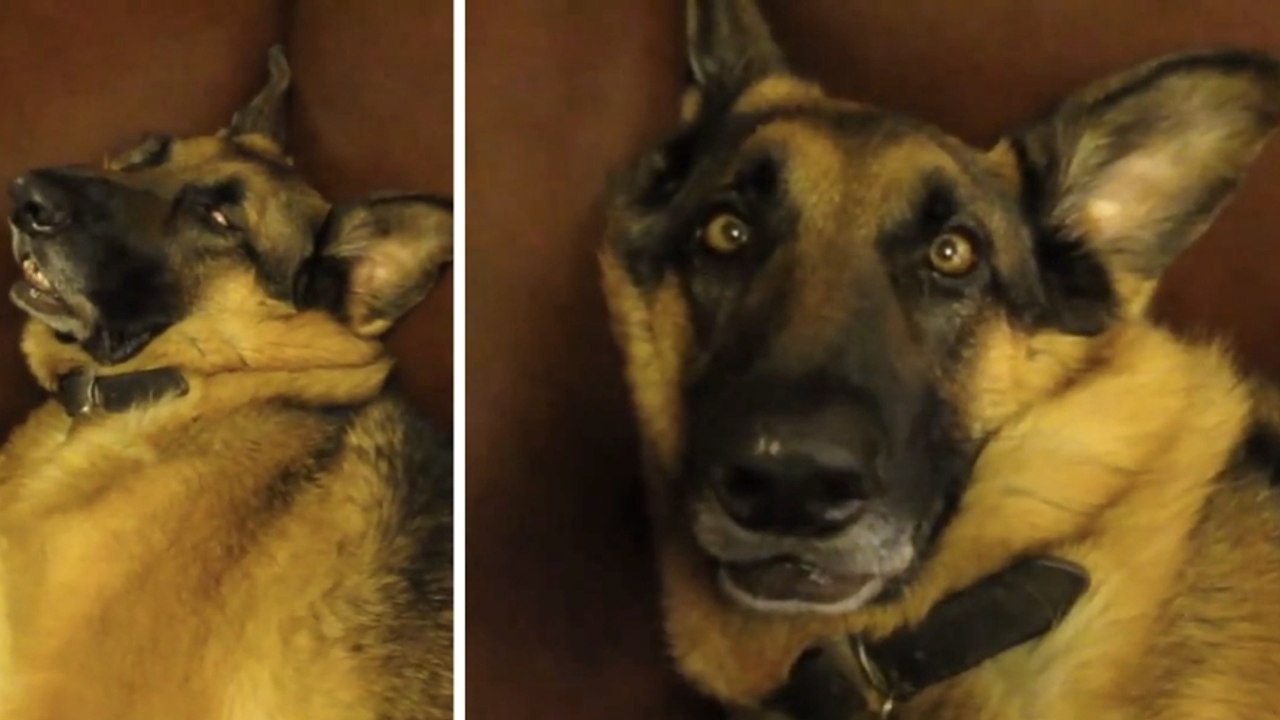 Ce chien fait vraiment une drôle de tête quand on le réveille. Il va vous faire mourir de rire