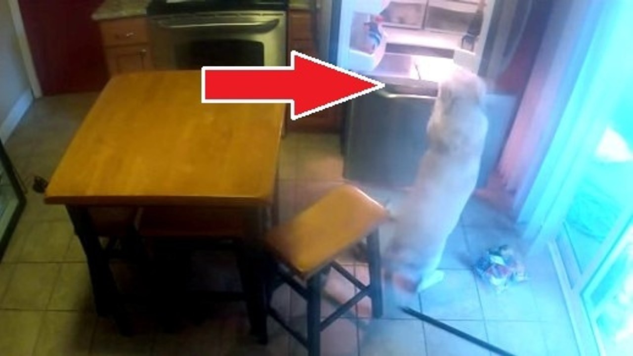 Cet homme trouvait qu'il manquait un peu de nourriture dans le frigo. Il a posé une caméra dans la cuisine