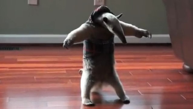 Ce fourmilier se prend pour le boss de la maison. Il va vous faire mourir de rire !