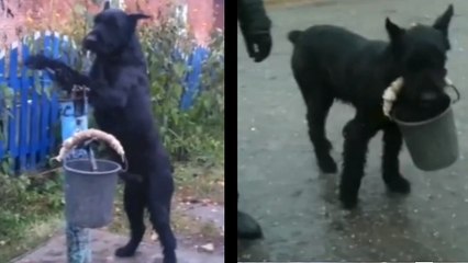 Ce chien est vraiment incroyable. Il aide son maître avec les travaux de la ferme