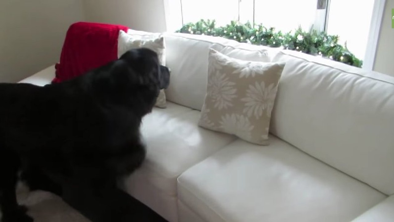 Une fillette joue à cache-cache avec son chien. Va-t-il réussir à la retrouver ?