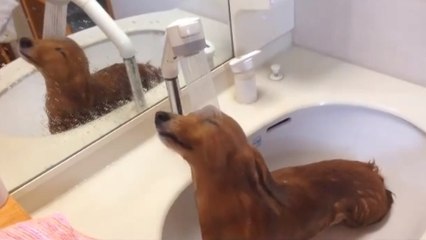 Ce teckel n'est pas si différent de nous. Il adore les bons bains chauds