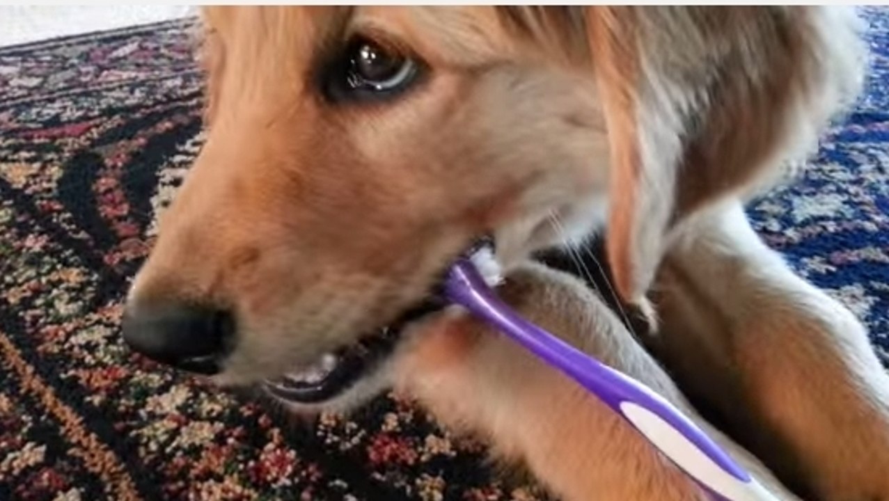 Ce chien sait comment se servir d'une brosse à dent. En voilà un qui aime prendre soin de lui !