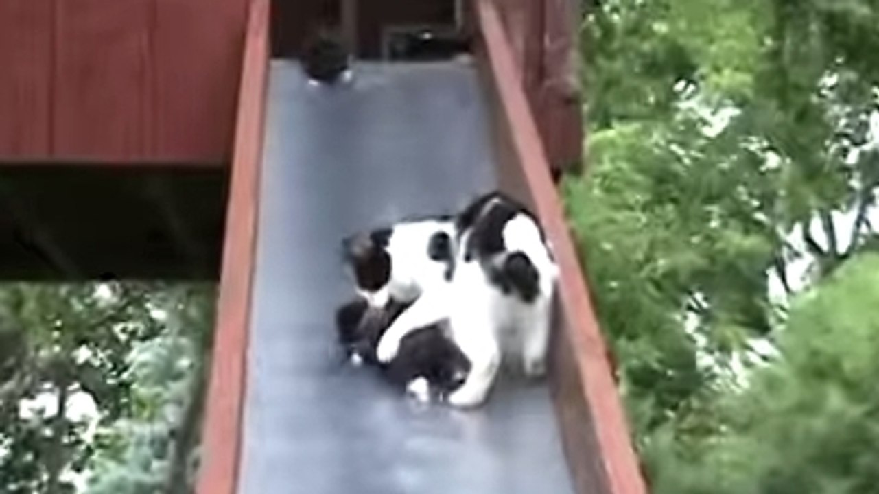Ces chatons n'arrivent pas à remonter le toboggan. Heureusement, leur mère ne les laisse pas tomber !