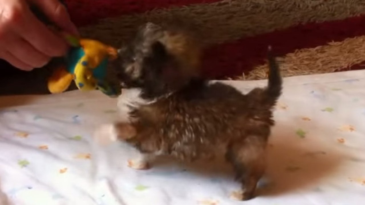 Tyson est le plus petit chien du monde. Il va vous faire craquer