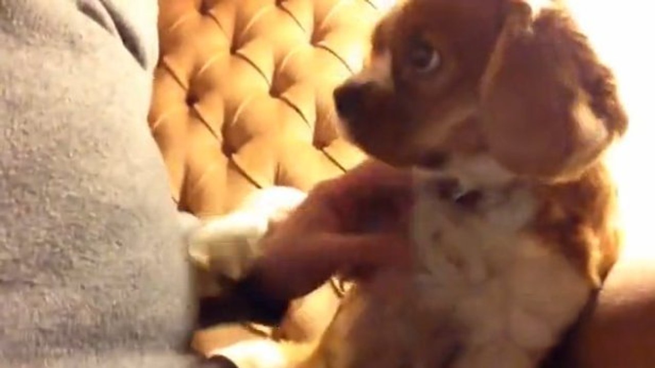 Ce chien adore les caresses. Et il n'hésite pas à en réclamer à son maître !