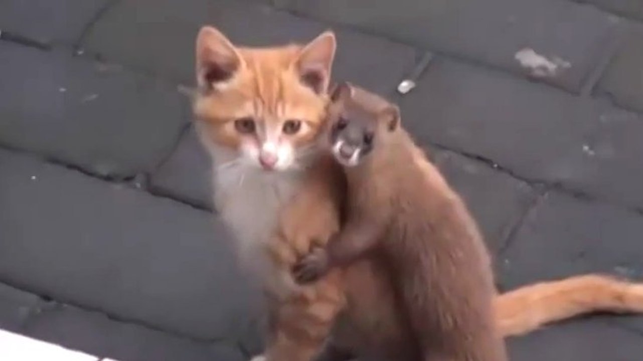 Cette belette et ce chat s'apprivoisent mutuellement. Une amitié hors du commun !
