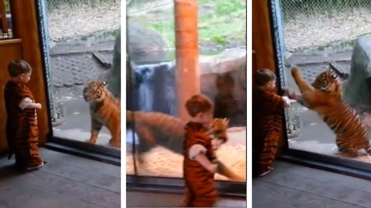 Cet enfant est déguisé en tigre. Et il a eu la chance de jouer avec un véritable bébé tigre