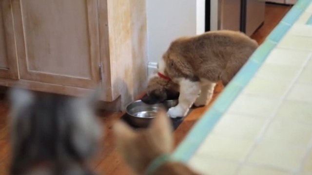 Mais qui est ce nouvel arrivant ? Ce chat explique à un chaton ce qu'est un chien