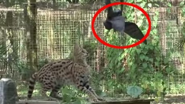 Voilà ce qu'il se passe quand les animaux les plus féroces de la jungle fêtent Halloween. A mourir de rire !