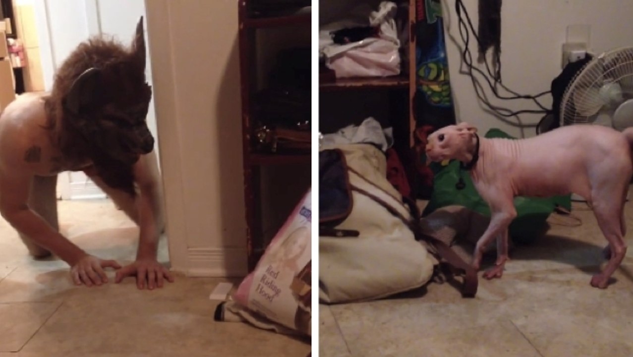 Ce chat est effrayé par le costume d'Halloween de son maître. Sa réaction est à mourir de rire !