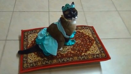 Ce chat est habillé comme Jasmine. Il va forcément vous faire craquer