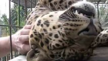 Ce léopard adore les câlins. Impossible de lui résister, il va vous faire craquer