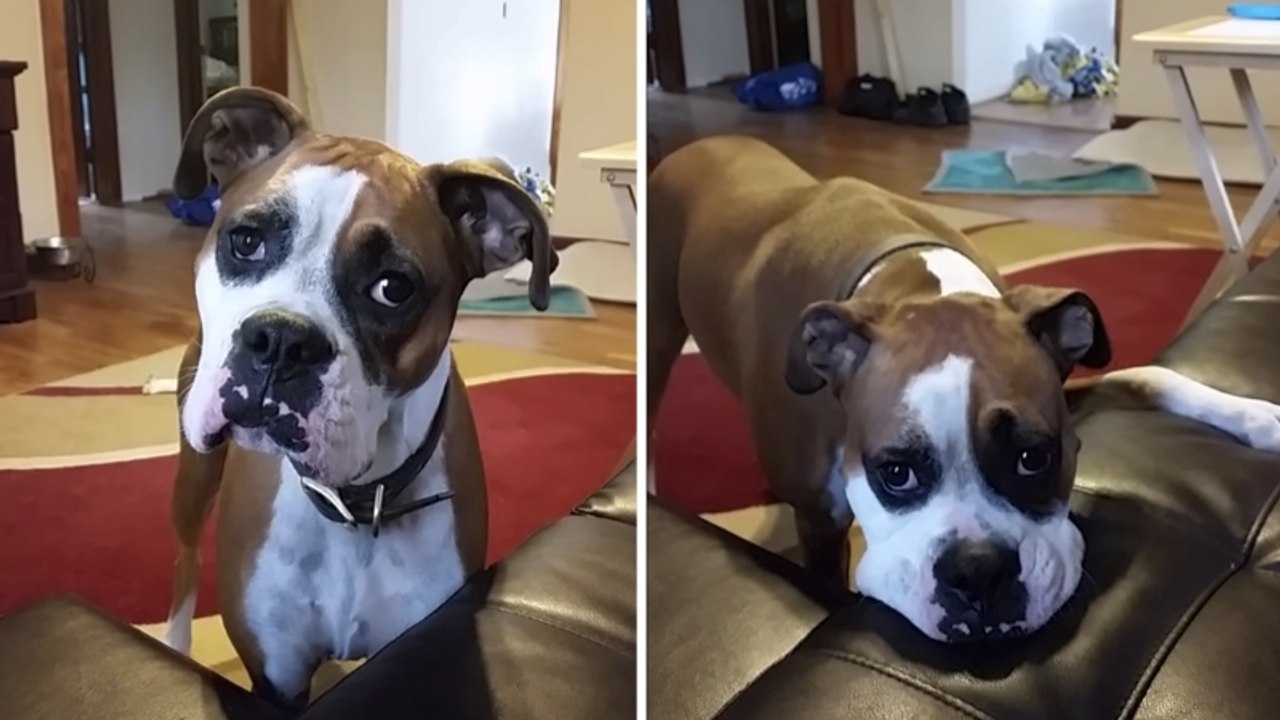 Ce chien est prêt à tout pour monter sur le canapé. Sa maîtresse aura bien du mal à lui résister !