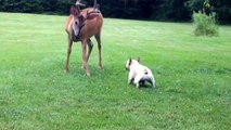 Ce Bulldog Français s'amuse avec un cerf. Une amitié étonnante !