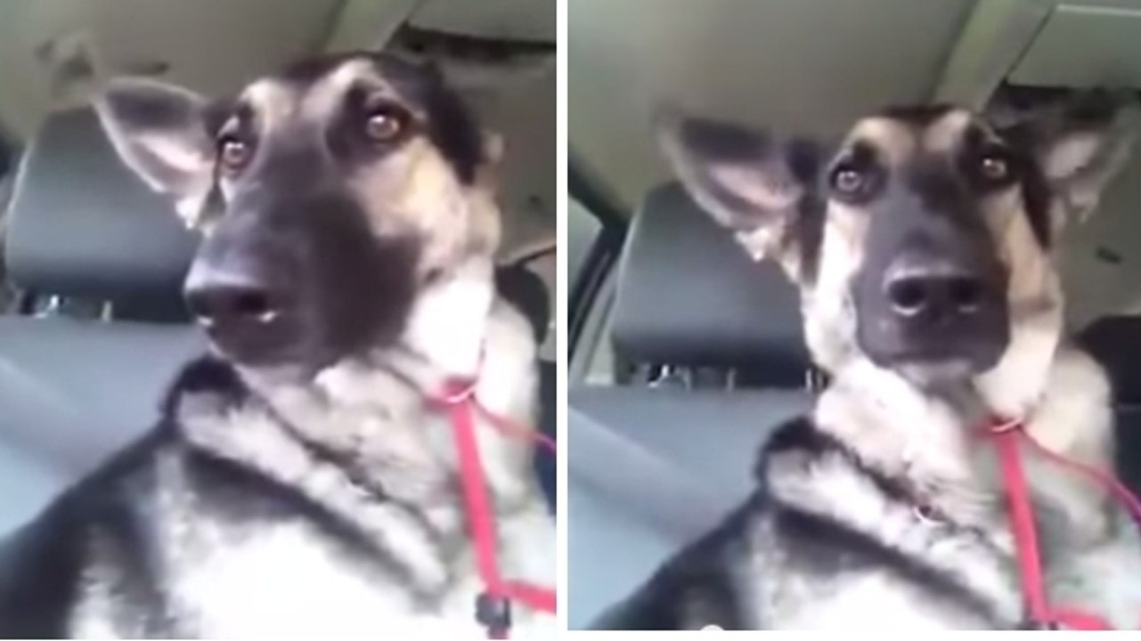 Ce chien parait insensible à la musique. Pourtant, ses oreilles vont le trahir !