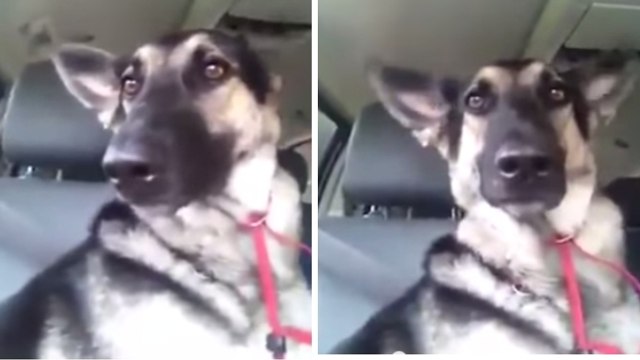 Ce chien parait insensible à la musique. Pourtant, ses oreilles vont le trahir !