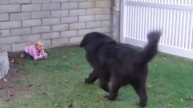 Cette fillette est très proche de son chien. Elle arrive à jouer à cache-cache avec lui
