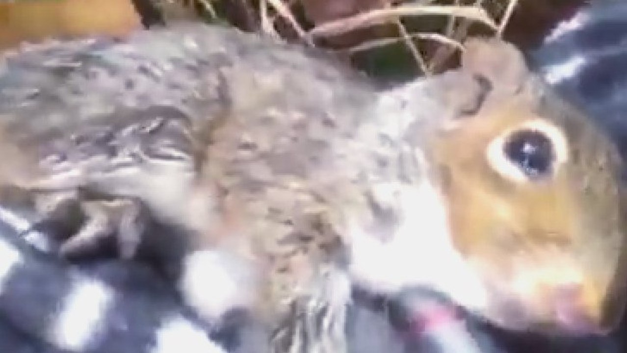 Alors que cet écureuil était mal en point, un homme a tout fait pour le sauver. Une histoire émouvante