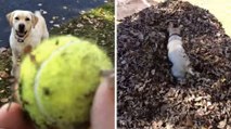 Ce chien adore jouer à la balle. Et ce n'est pas un tas de feuilles qui l'empêchera de la retrouver