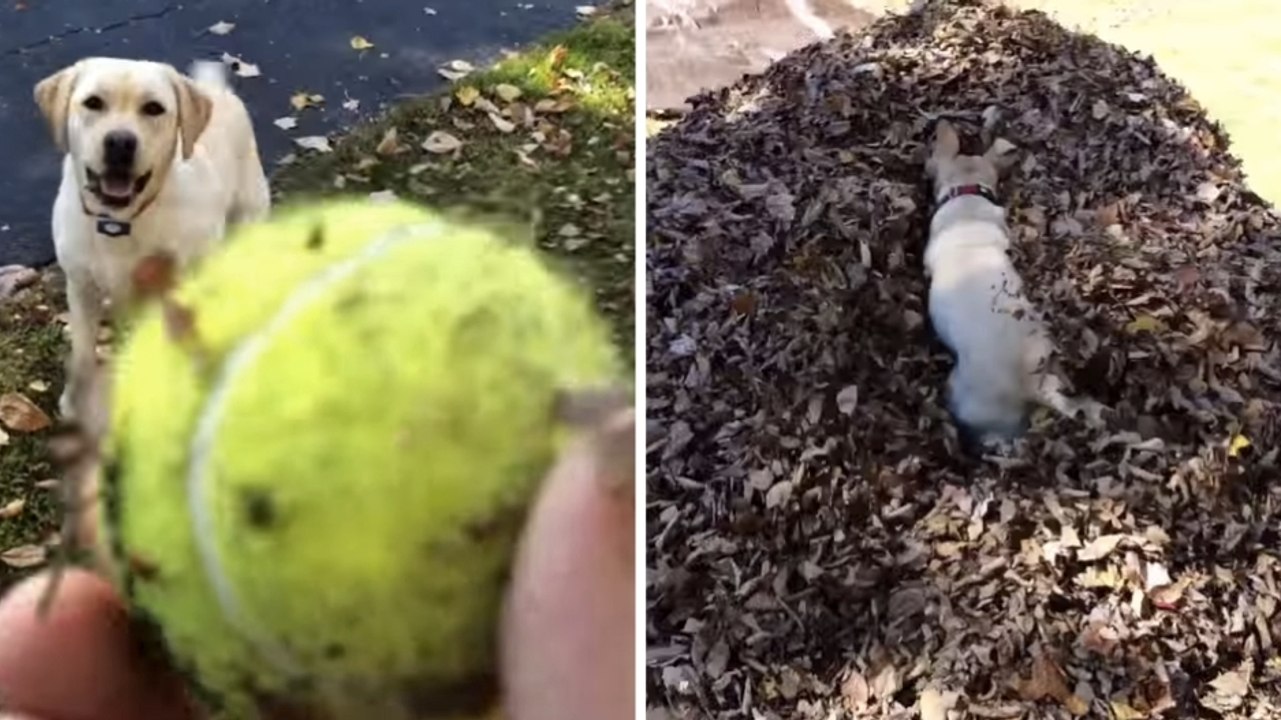 Ce chien adore jouer à la balle. Et ce n'est pas un tas de feuilles qui l'empêchera de la retrouver