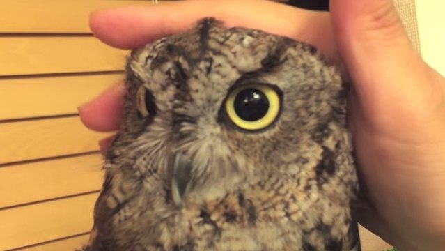 Cette chouette adore les massages. Elle est totalement craquante