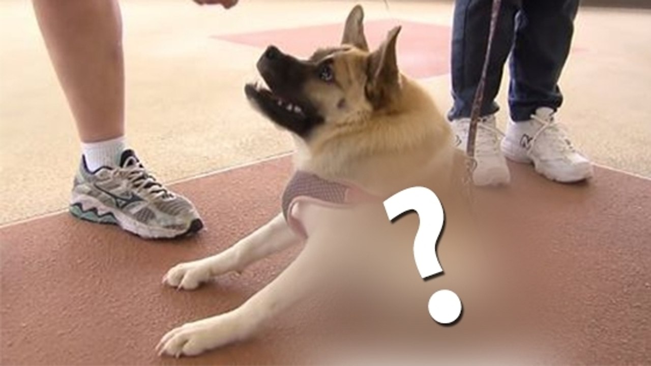 Cette chienne a une particularité étonnante. Vous n'allez pas en croire vos yeux !