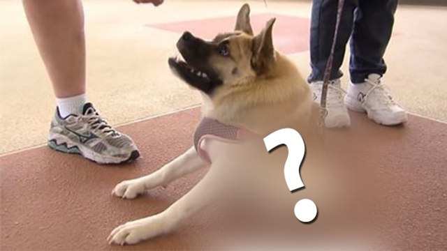 Cette chienne a une particularité étonnante. Vous n'allez pas en croire vos yeux !