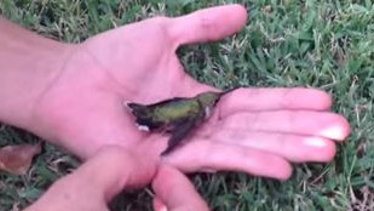 Cet oiseau ne pouvait plus voler à cause d'un chewing-gum. Mais un homme a tout fait pour le sauver !