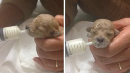 Ce petit chiot ne peut pas encore manger normalement. On s'occupe alors de lui comme d'un vrai bébé !