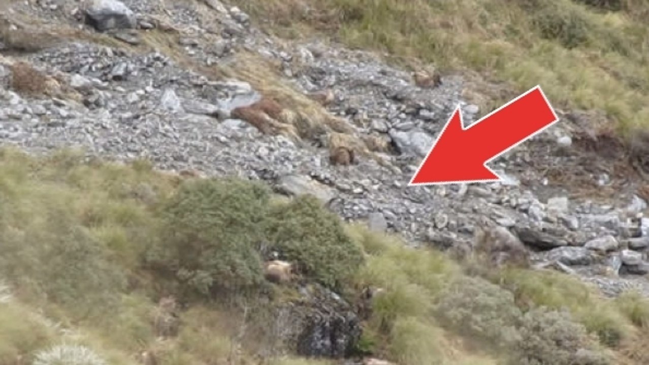 Quelque chose se cache dans ces buissons. Vous avez trouvé quoi ?