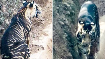 Extrem seltener schwarzer Tiger läuft Amateurfotograf vor die Linse