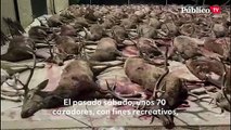 400 ciervos y jabalíes, abatidos por 70 cazadores en Córdoba