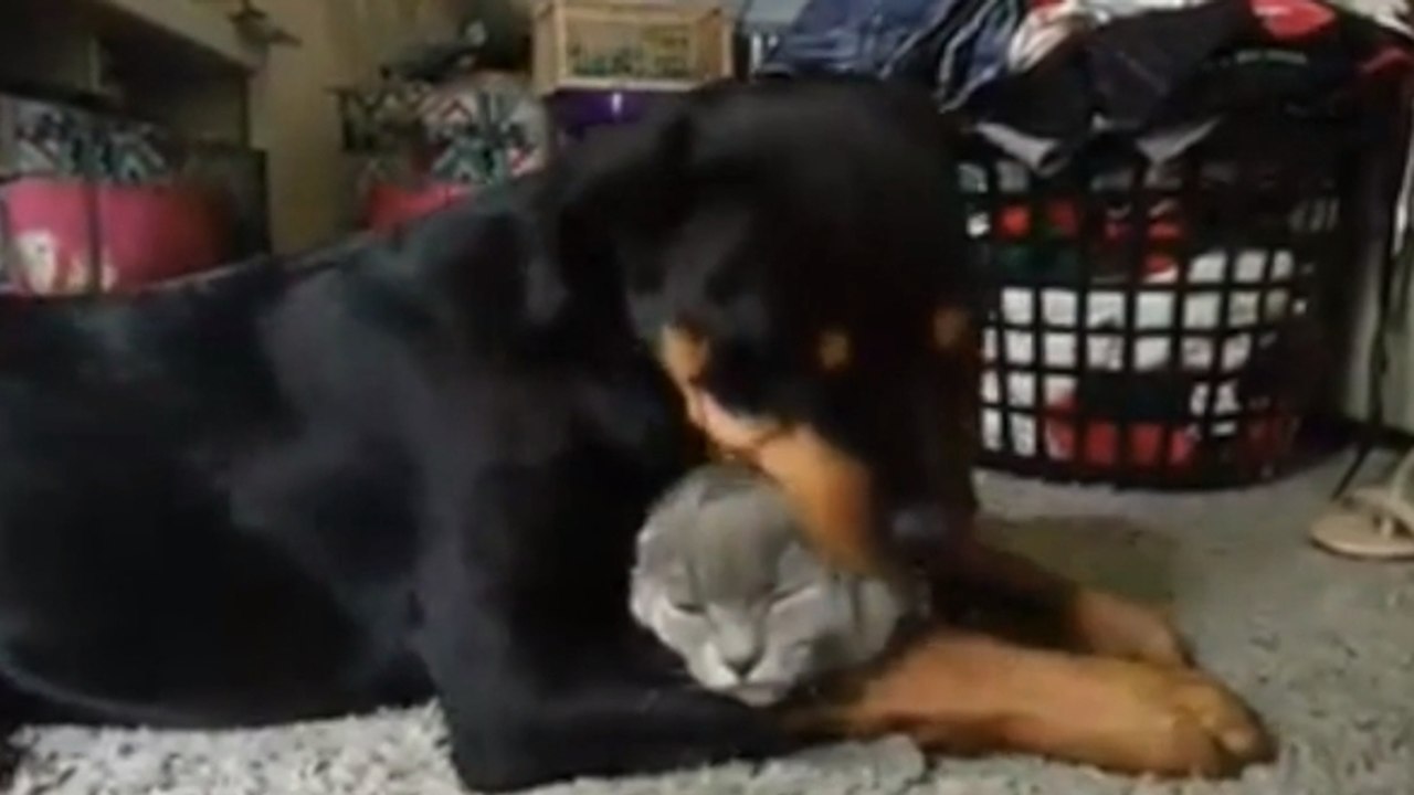 Un Rottweiler fait la toilette d'un chat. Leur amitié est attendrissante