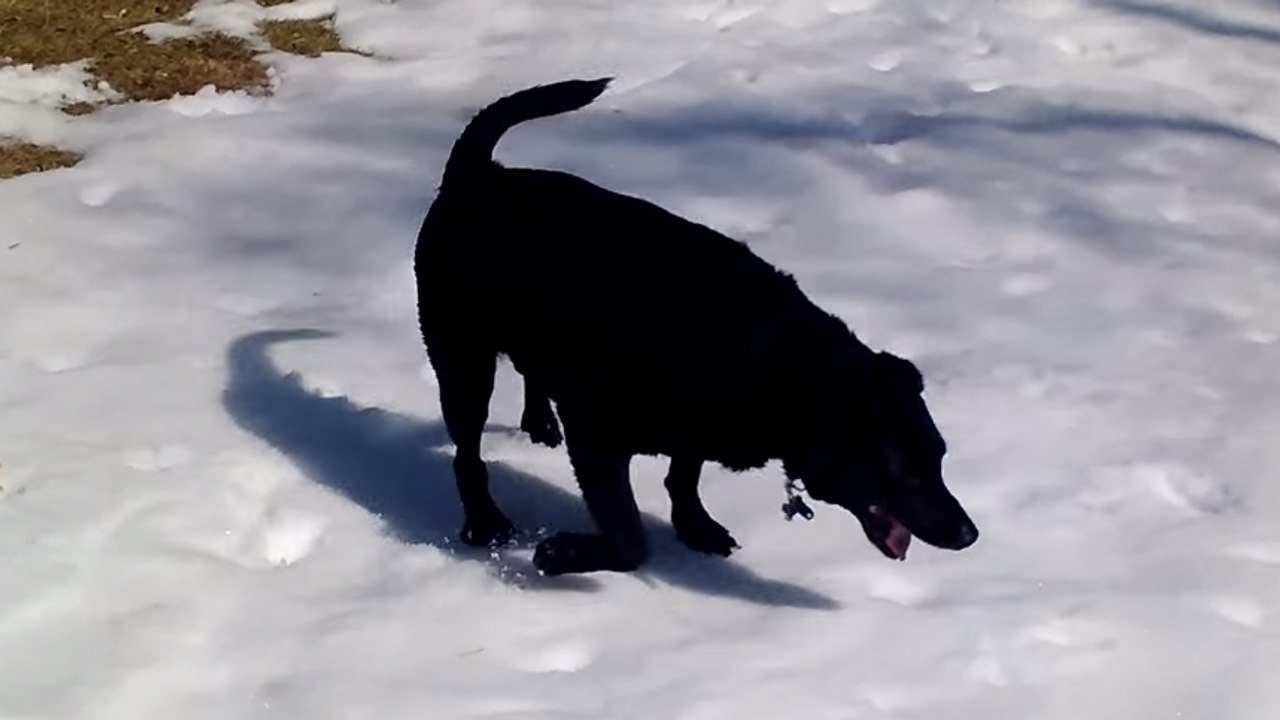 Ce chien adore l'hiver. Voilà sa réaction quand il découvre qu'il a neigé